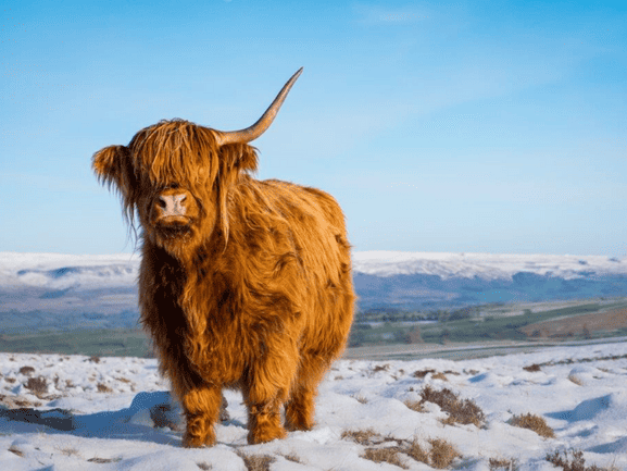 Highland Cow on a snowy scene.