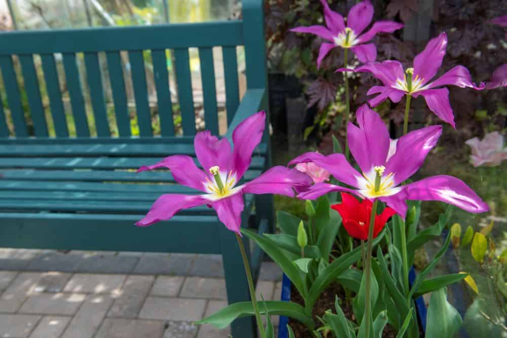 Flowers in the hospice garden